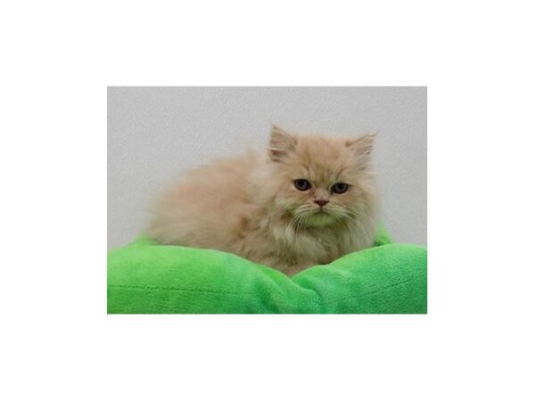 Persian CAT Male Orange Tabby 21449 Petland Batavia, Illinois