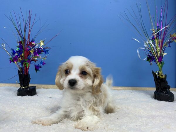 Bichon Poo DOG Male Apricot & White 21238 Petland Batavia, Illinois