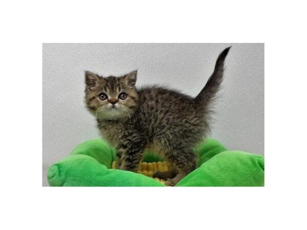 Exotic Short Hair-CAT-Male-Brown Mackeral Tabby-21457-Petland Batavia, Illinois