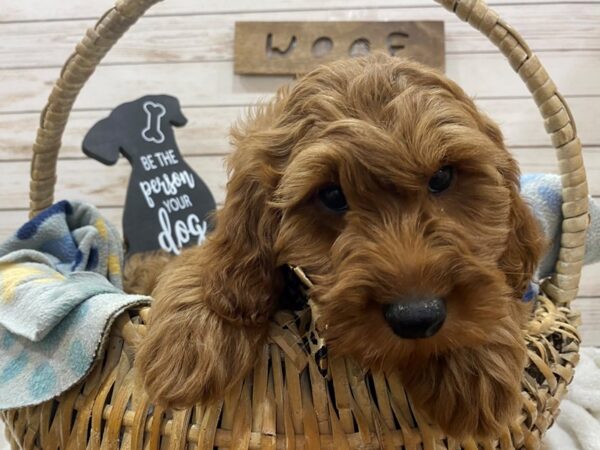 Goldendoodle Mini 2nd Gen-DOG-Male-Golden-21469-Petland Batavia, Illinois