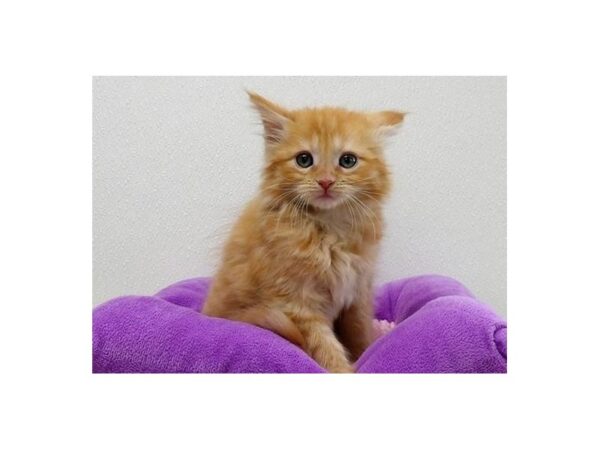 Maine Coon CAT Female Red Classic Tabby 21448 Petland Batavia, Illinois