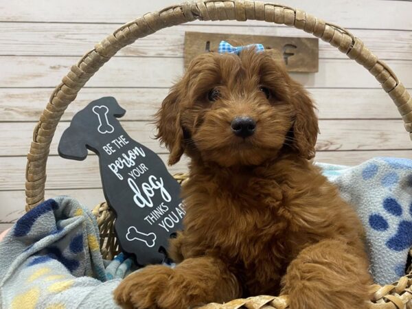 Goldendoodle Mini DOG Female Golden 21468 Petland Batavia, Illinois