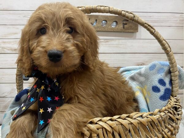 Goldendoodle Mini DOG Male Golden 21467 Petland Batavia, Illinois