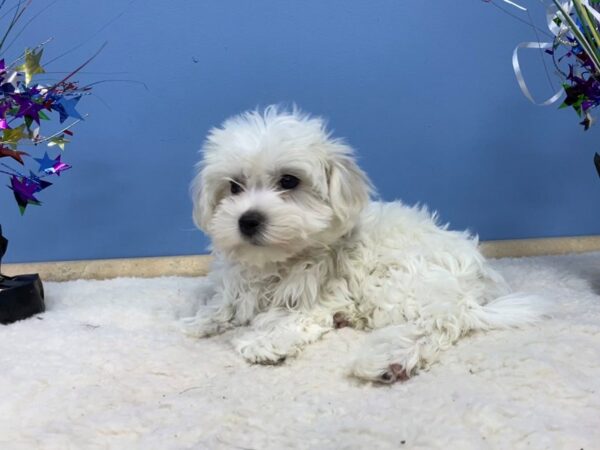 Coton De Tulear DOG Female White 21227 Petland Batavia, Illinois