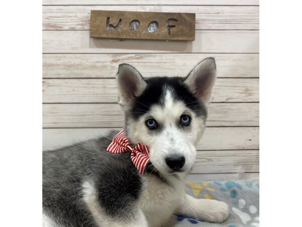 Siberian Husky DOG Male Black and White 21466 Petland Batavia, Illinois