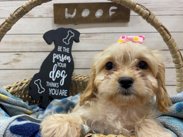 Bichon Poo DOG Female Apricot 21464 Petland Batavia, Illinois