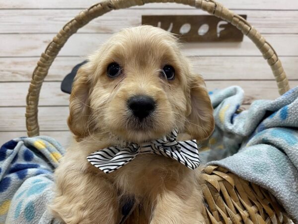 Bichon Poo-DOG-Male-Apricot-21463-Petland Batavia, Illinois