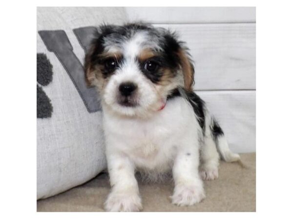 Yorkinese-DOG-Male-White Black / Tan-13245-Petland Batavia, Illinois