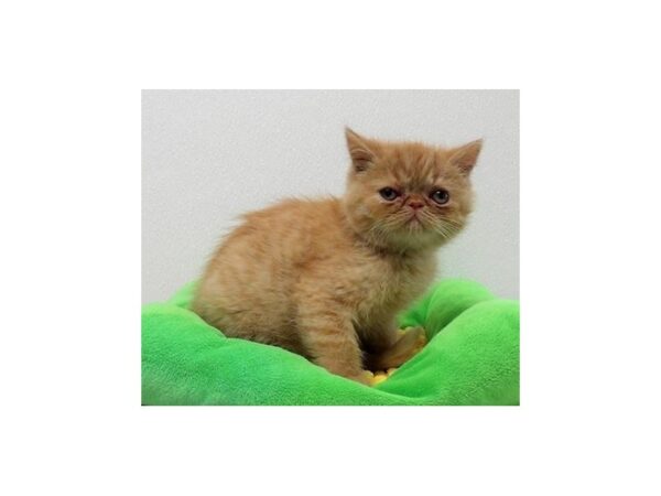 Exotic Short Hair-CAT-Male-Red Mackeral Tabby-13244-Petland Batavia, Illinois