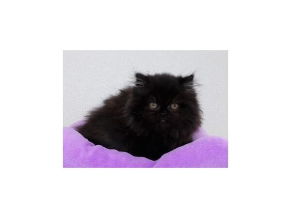 Persian-CAT-Female-Black-13243-Petland Batavia, Illinois