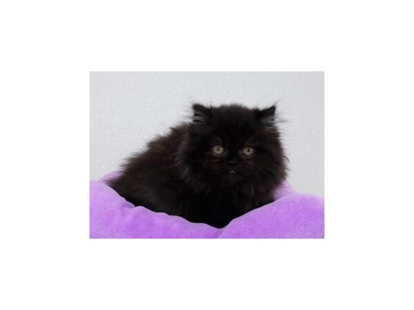 Persian CAT Female Black 13243 Petland Batavia, Illinois