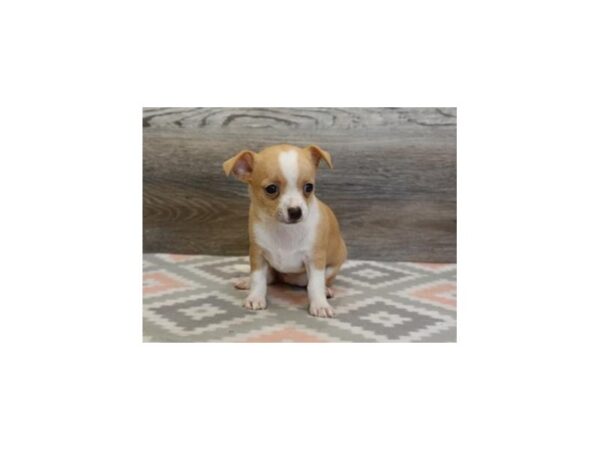 Chihuahua-DOG-Female-Cream / White-21456-Petland Batavia, Illinois