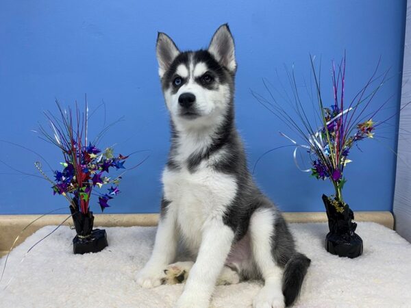 Siberian Husky DOG Male Black and White 21240 Petland Batavia, Illinois