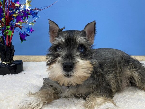 Miniature Schnauzer DOG Female Salt / Pepper 21228 Petland Batavia, Illinois