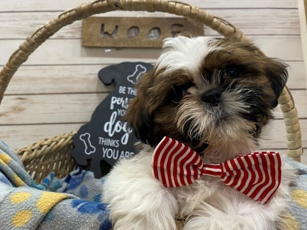 Shih Tzu-DOG-Male-Brindle and White-21458-Petland Batavia, Illinois