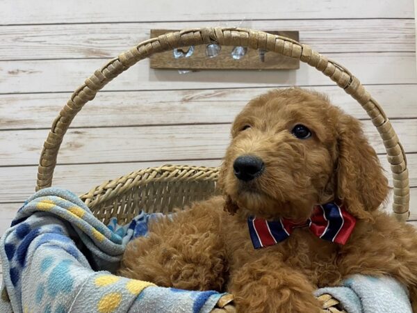 Goldendoodle 2nd Gen-DOG-Male-Red-21462-Petland Batavia, Illinois