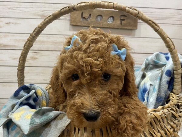 Goldendoodle 2nd Gen-DOG-Female-Red-21461-Petland Batavia, Illinois