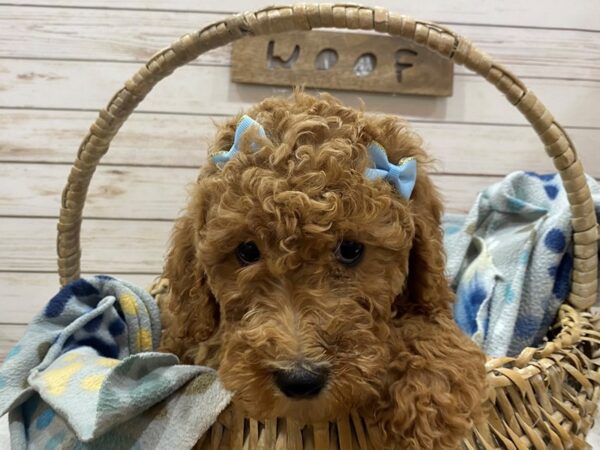 Goldendoodle 2nd Gen DOG Female Red 21461 Petland Batavia, Illinois