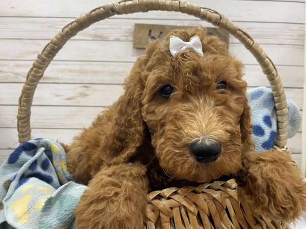 Goldendoodle 2nd Gen DOG Female Red 21460 Petland Batavia, Illinois