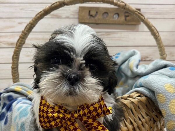 Shih Tzu-DOG-Male-Brindle and White-21459-Petland Batavia, Illinois