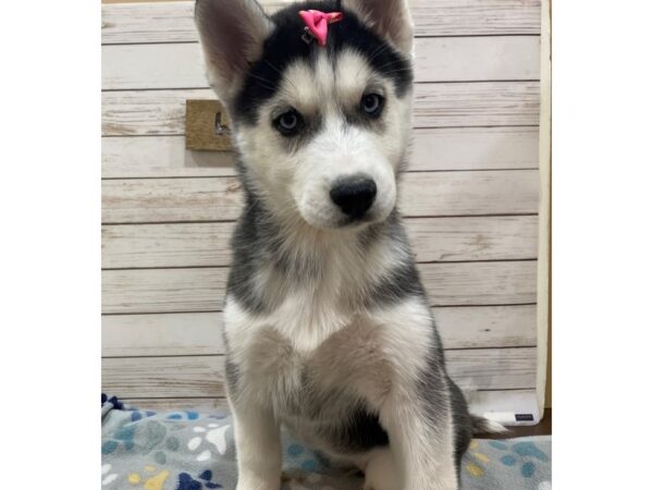Siberian Husky-DOG-Female-Black and White-21465-Petland Batavia, Illinois