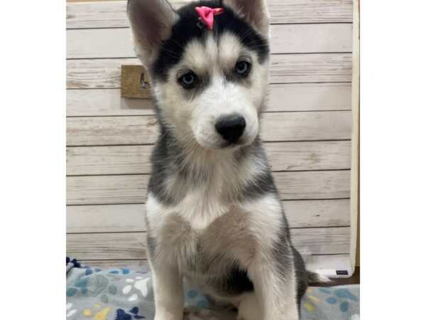 Siberian Husky DOG Female Black and White 21465 Petland Batavia, Illinois