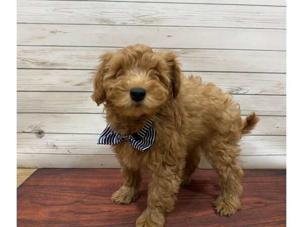 Goldendoodle Mini 2nd Gen DOG Male Golden 13261 Petland Batavia, Illinois