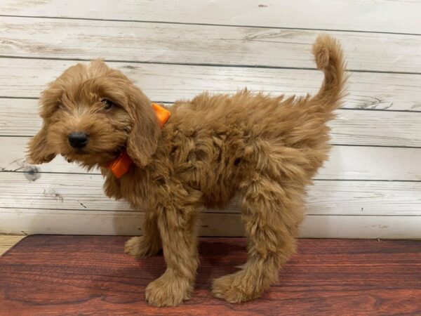 Goldendoodle Mini DOG Female Golden 13263 Petland Batavia, Illinois