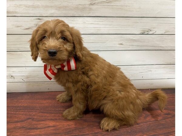 Goldendoodle Mini DOG Male Golden 13262 Petland Batavia, Illinois