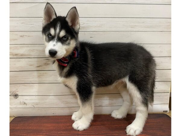 Siberian Husky DOG Male Black and White 13259 Petland Batavia, Illinois