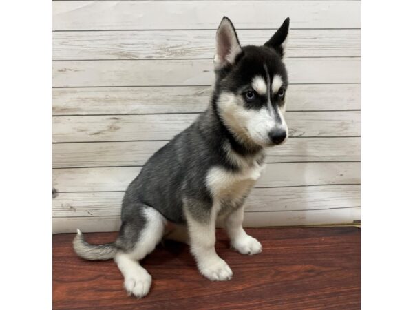 Siberian Husky DOG Female Black and White 13260 Petland Batavia, Illinois