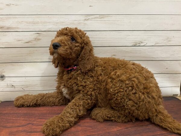 Goldendoodle 2nd Gen DOG Male Red 13255 Petland Batavia, Illinois