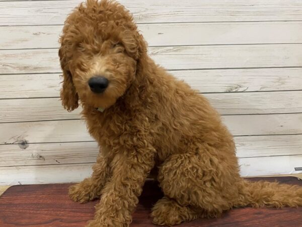 Goldendoodle 2nd Gen DOG Female Red 13256 Petland Batavia, Illinois