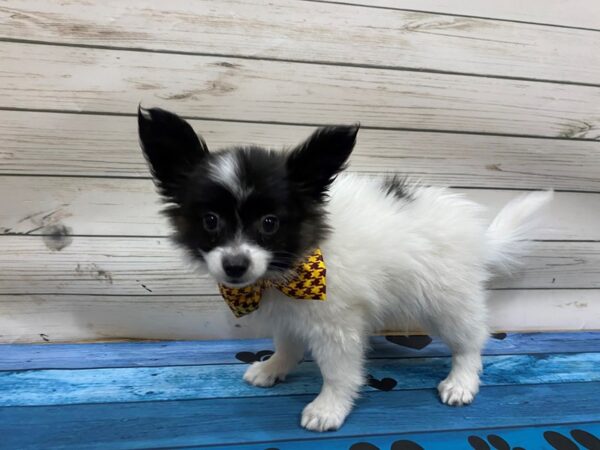 Papillon DOG Male Black / White 13249 Petland Batavia, Illinois