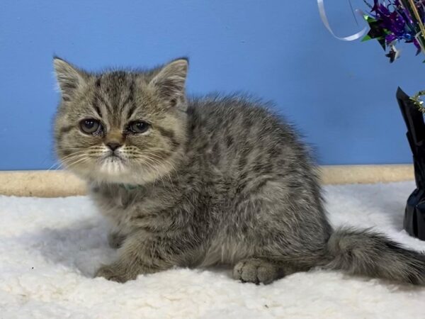 Exotic Short Hair CAT Male Brown Mackeral Tabby 21230 Petland Batavia, Illinois