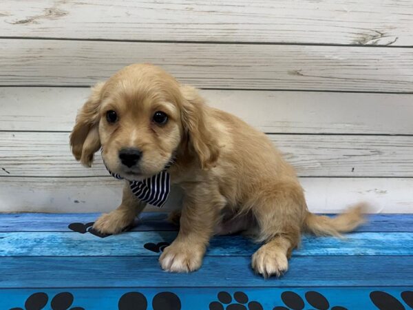 Bichon Poo-DOG-Male-Apricot-13258-Petland Batavia, Illinois