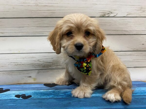 Bichon Poo DOG Female Apricot 13257 Petland Batavia, Illinois