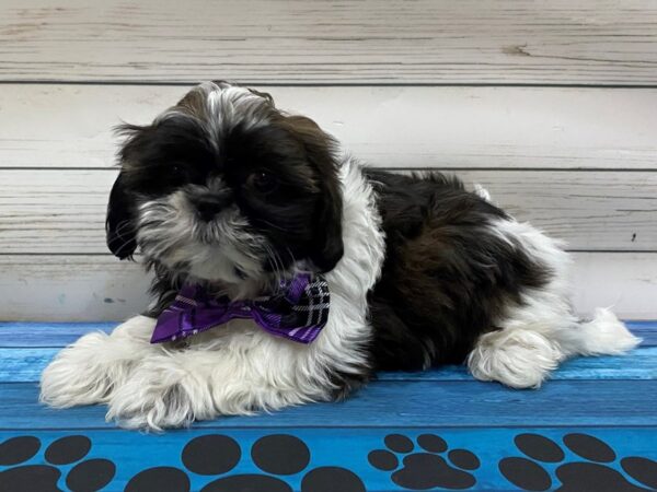 Shih Tzu DOG Male Brindle and White 13254 Petland Batavia, Illinois