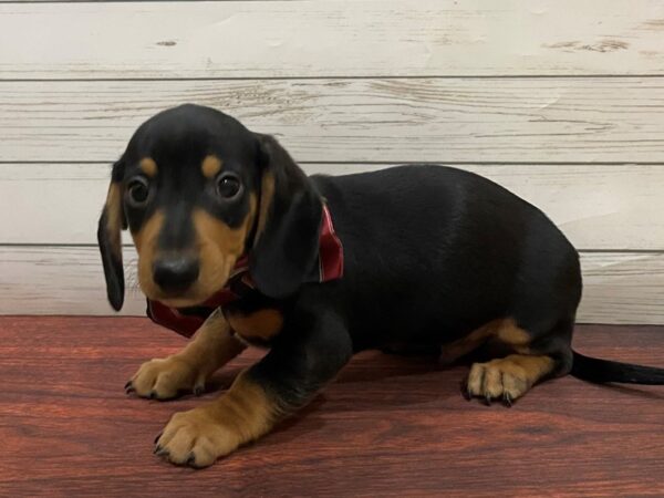 Dachshund DOG Male Black / Tan 13240 Petland Batavia, Illinois