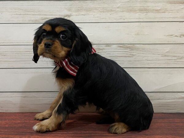 Cavalier King Charles Spaniel DOG Female Tri-Colored 13231 Petland Batavia, Illinois