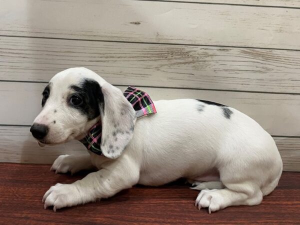 Dachshund DOG Female White / Black 13241 Petland Batavia, Illinois