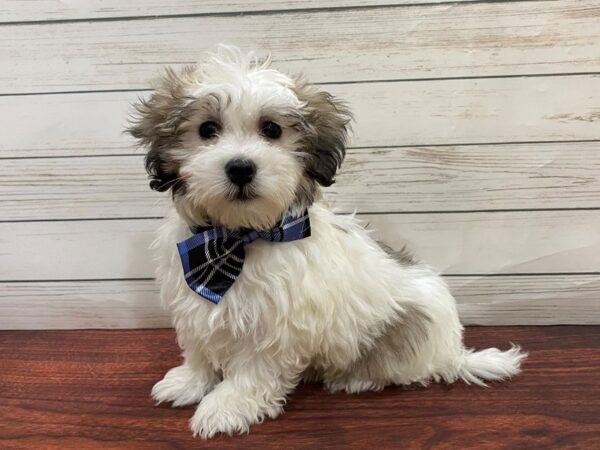 Coton De Tulear DOG Male Brown / White 13236 Petland Batavia, Illinois