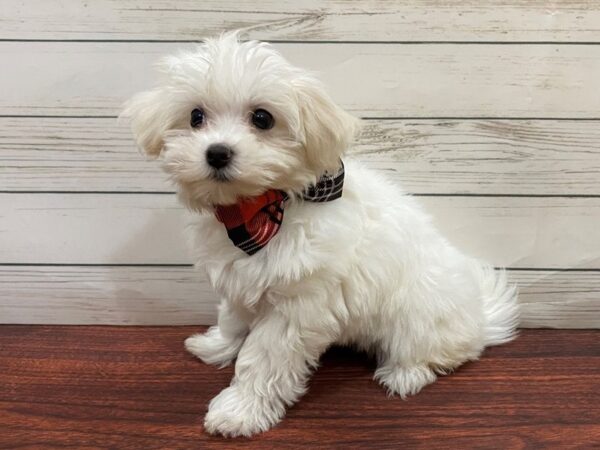 Coton De Tulear DOG Female White 13235 Petland Batavia, Illinois