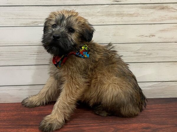 Soft Coated Wheaten Terrier DOG Female Wheaten 13239 Petland Batavia, Illinois