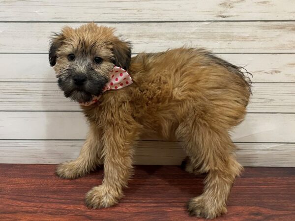 Soft Coated Wheaten Terrier DOG Female Wheaten 13238 Petland Batavia, Illinois