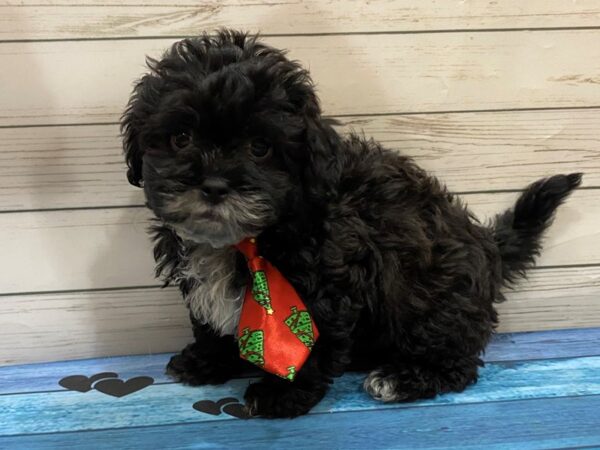 Shih Poo DOG Male Black 13224 Petland Batavia, Illinois