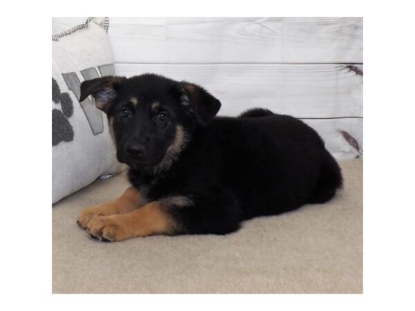 German Shepherd Dog DOG Female Black / Tan 21257 Petland Batavia, Illinois