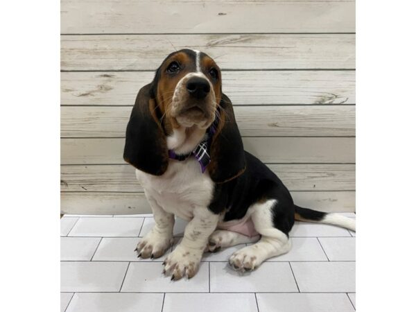 Basset Hound DOG Female Black Tan / White 13264 Petland Batavia, Illinois