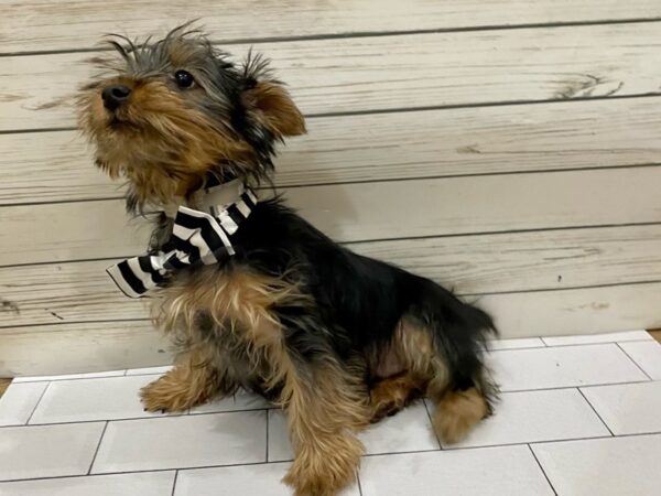 Silky Terrier DOG Male Black / Tan 13266 Petland Batavia, Illinois