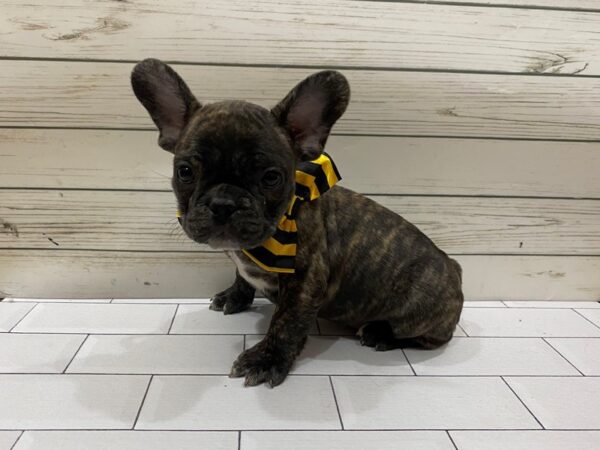 French Bulldog DOG Male Brindle, White Markings 13270 Petland Batavia, Illinois